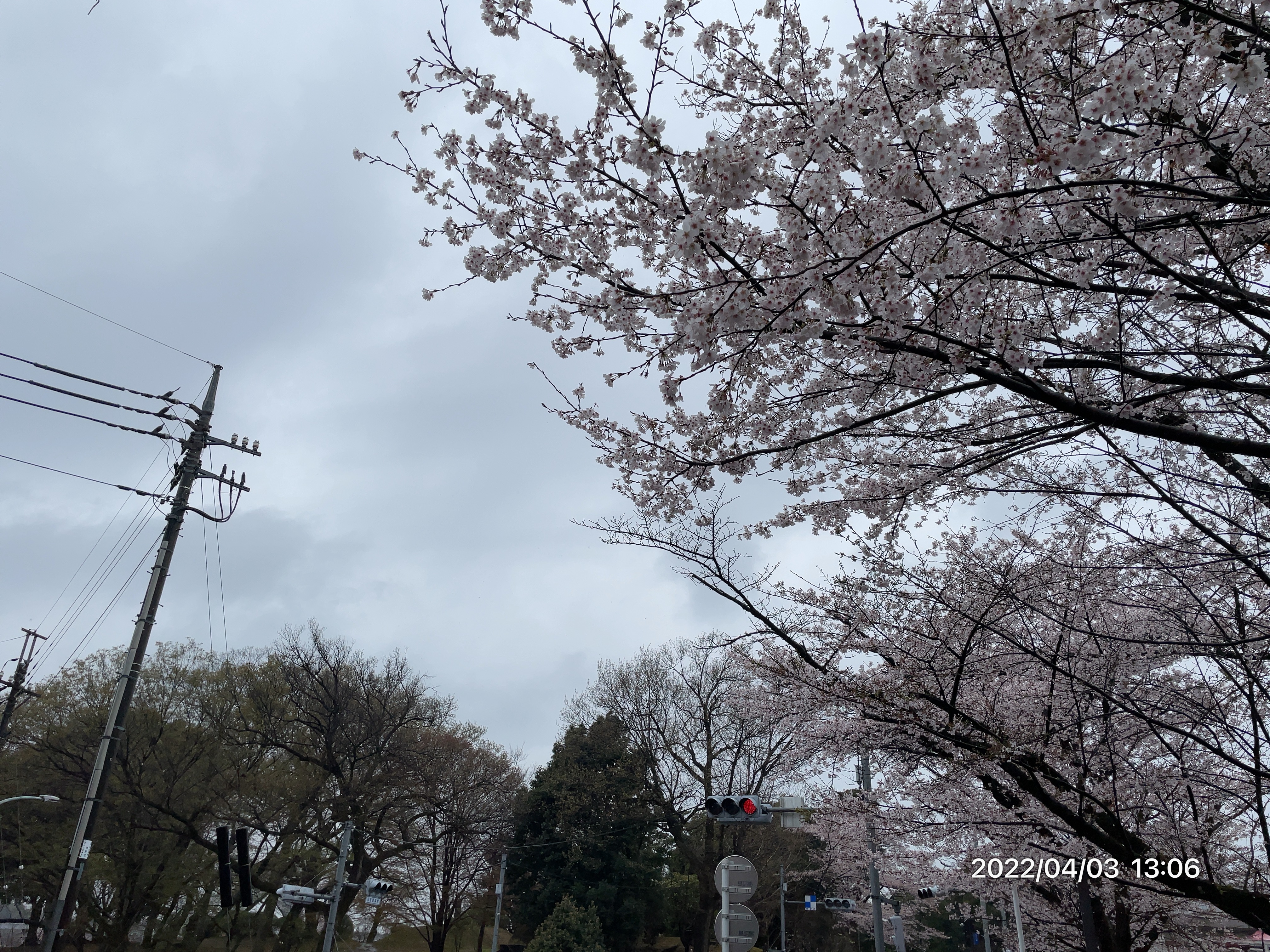 多摩湖駅の桜